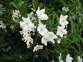 Potato Vine / Solanum jasminoides 